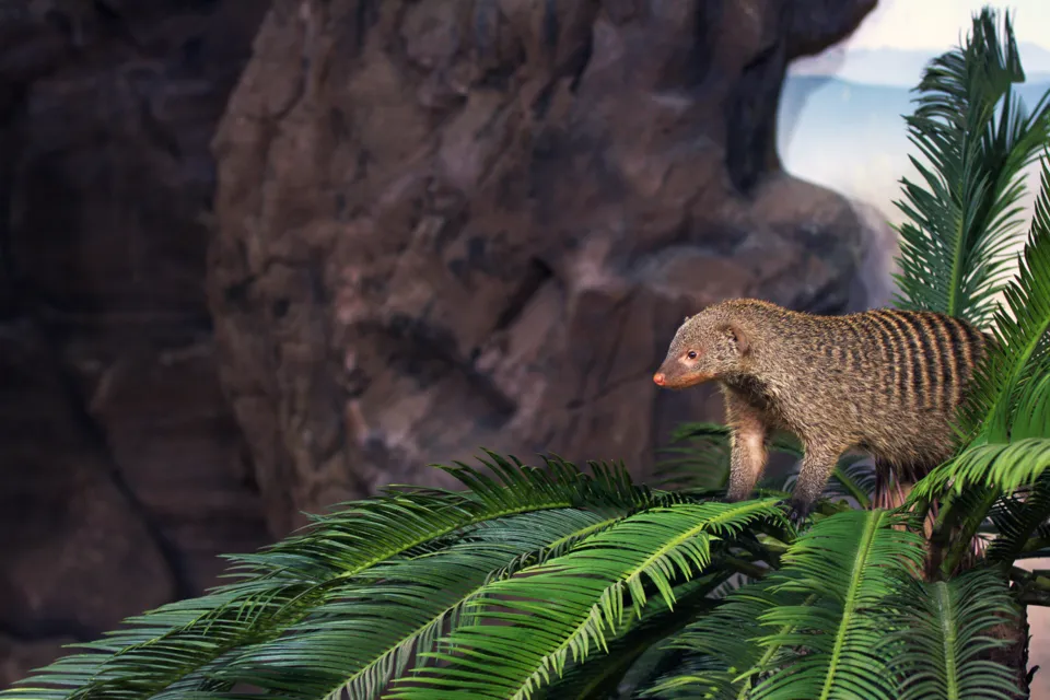 A small animal standing on top of a lush green tree.