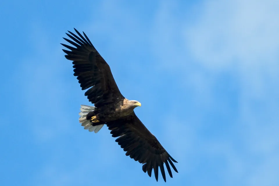 A large bird flying through a blue sky.