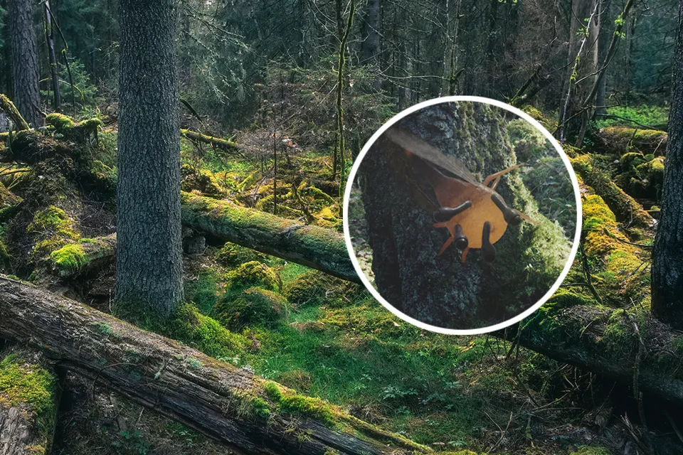 A picture of a bear in the woods.