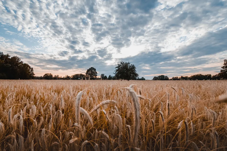 Ett vetefält under en molnig himmel.